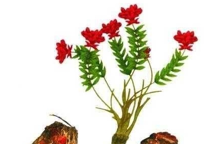 紅景天提取物在護膚品中有什么作用？